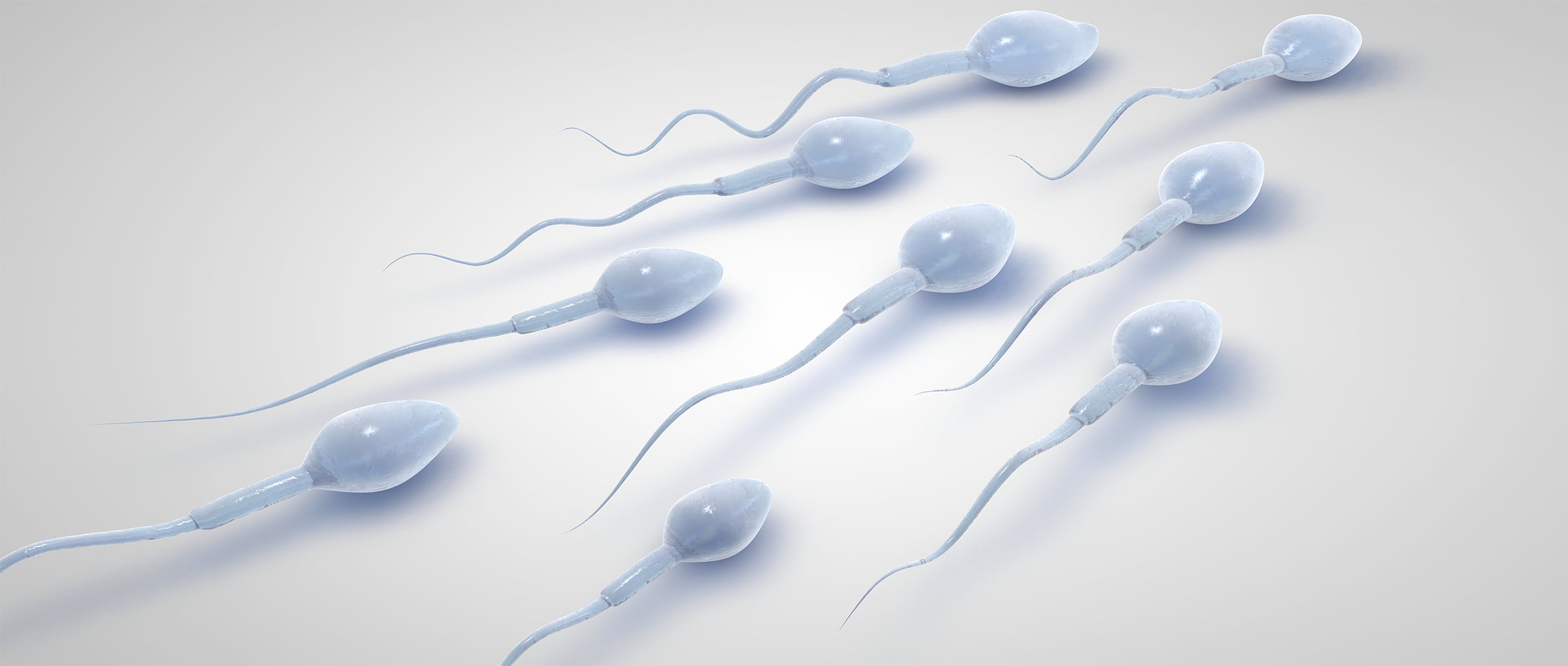 Sperm donor legal rights australia