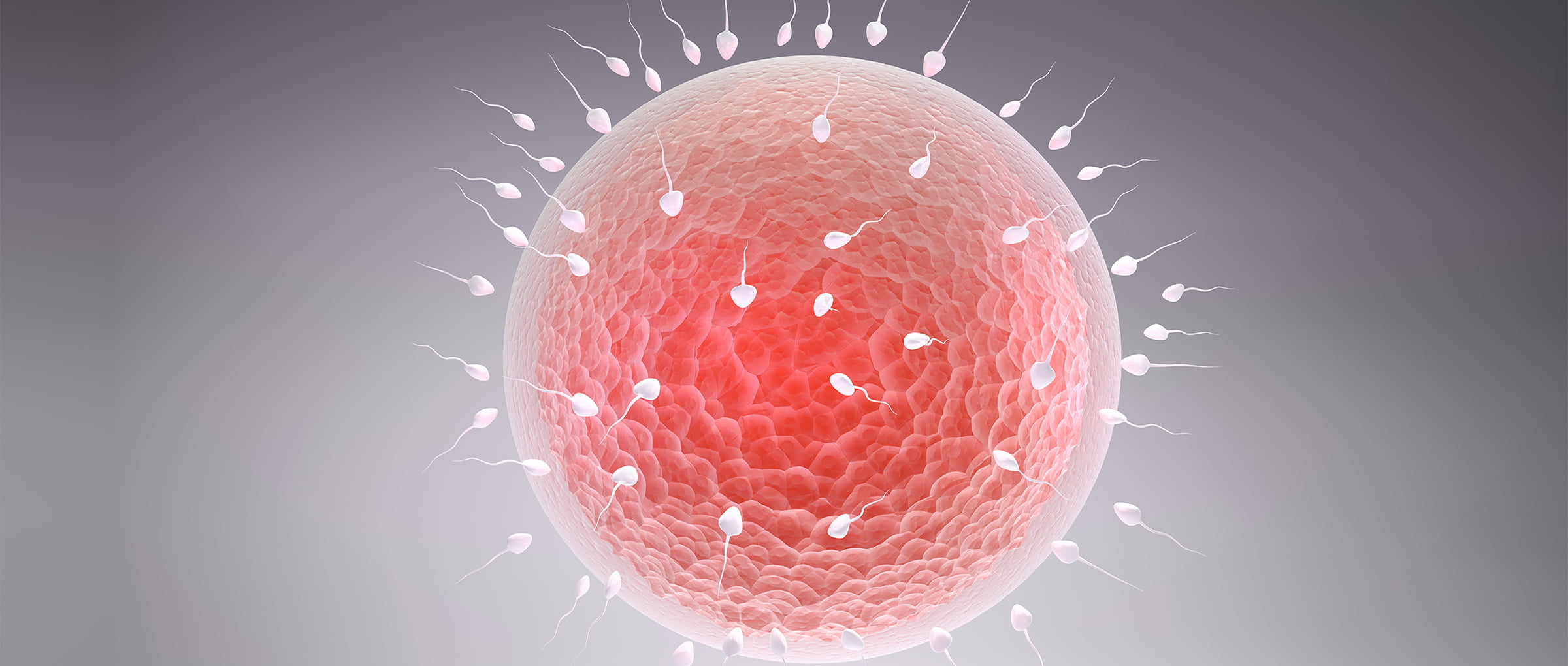 Fecundación in vitro con óvulos donados
