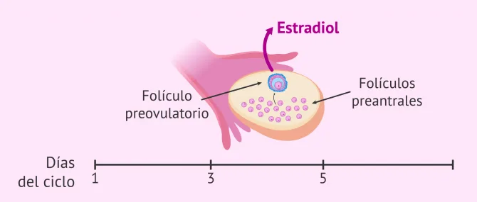 Imagen: Estradiol producido por el folículo ovárico