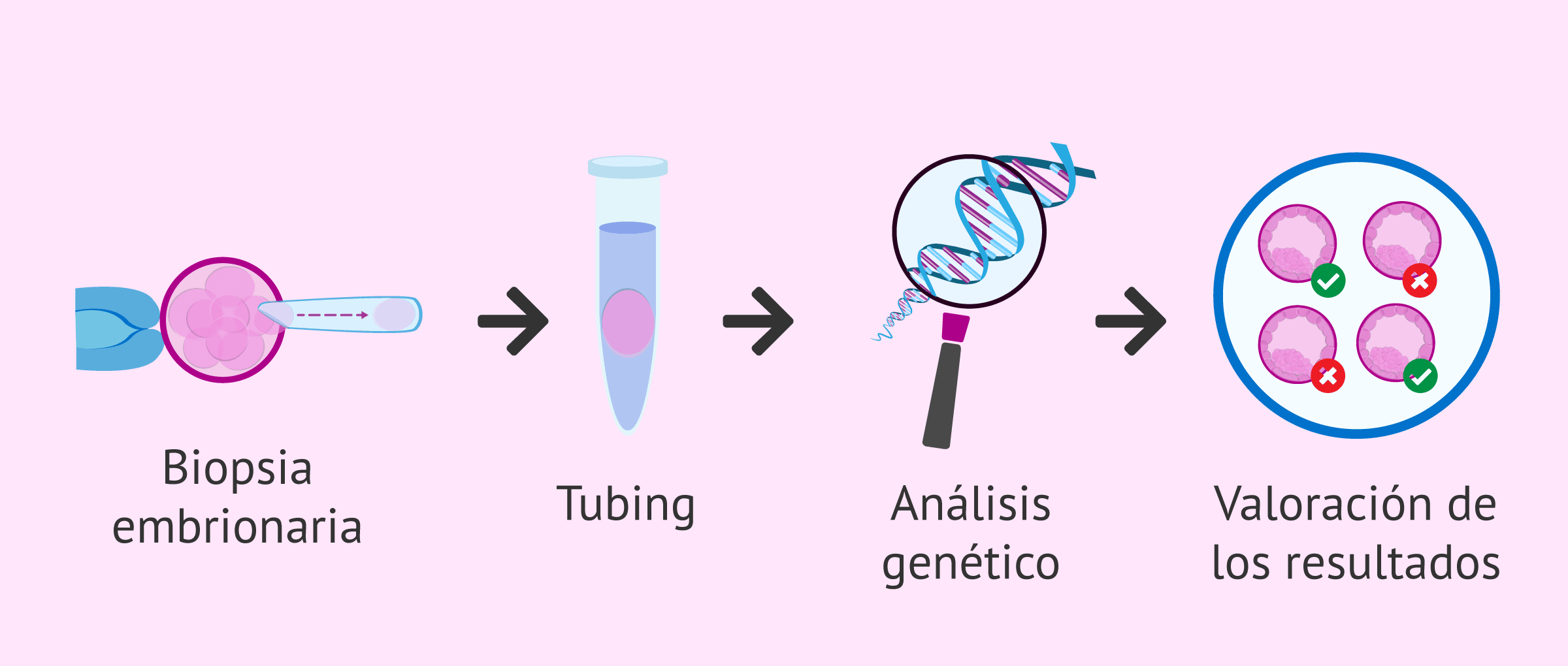 Proceso de la biopsia embrionaria y análisis genético