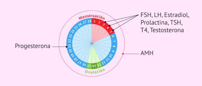 Imagen: Momento del ciclo menstrual  para el análisis hormonal