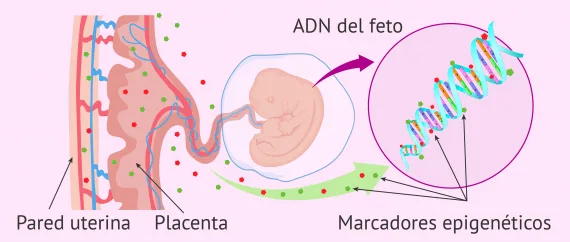 Epigenética durante el embarazo