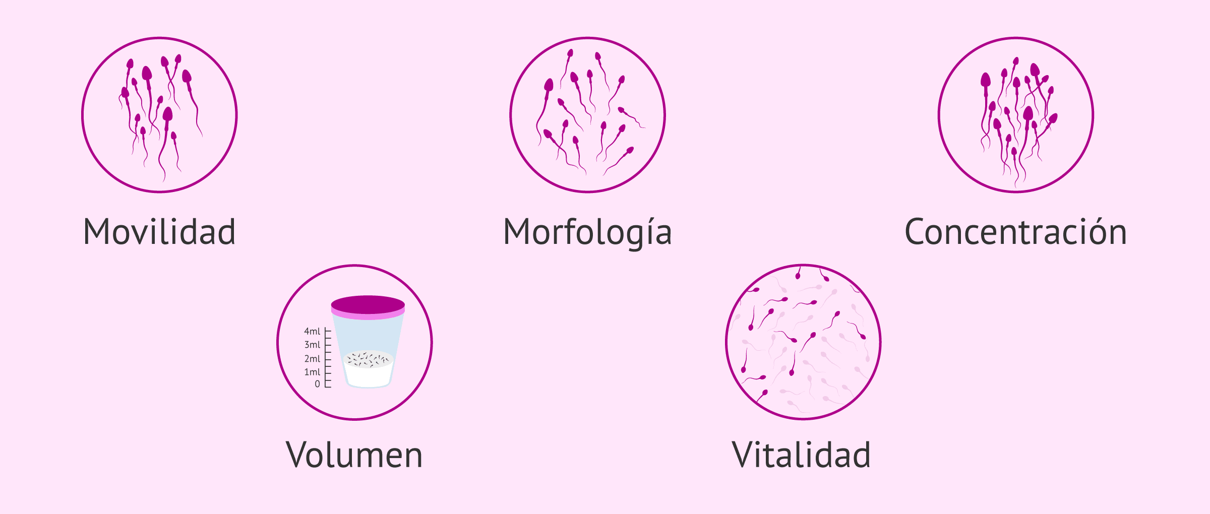 Par metros B sicos Analizados En El Seminograma Par metros B sicos Analizados En El Seminograma