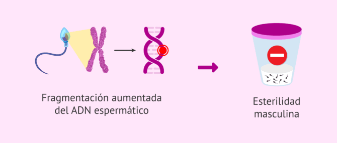 Imagen: Fragmentación del ADN espermático y esterilidad en el varón