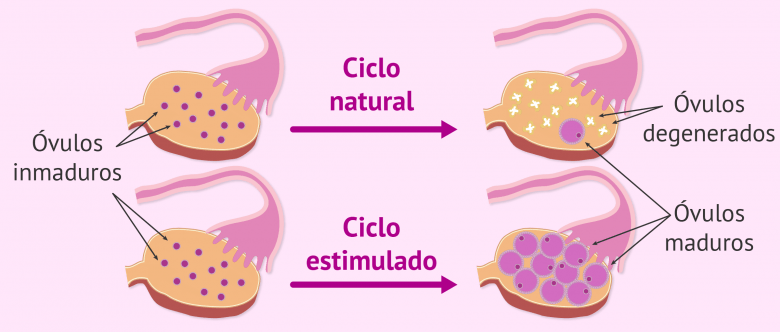 Óvulos maduros tras la estimulación ovárica