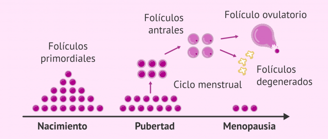 Imagen: Folículos