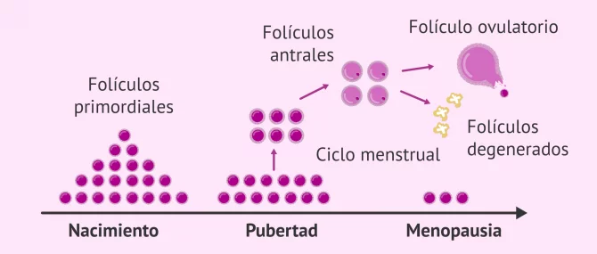 Imagen: Folículos