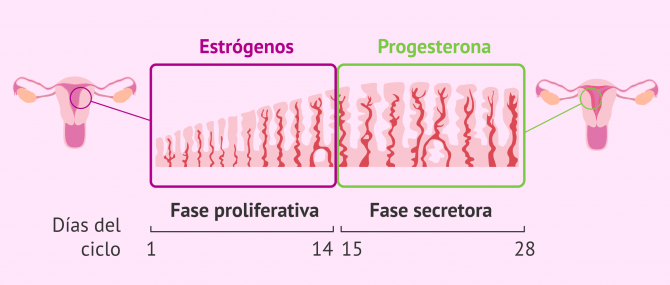 Imagen: Fases del endometrio