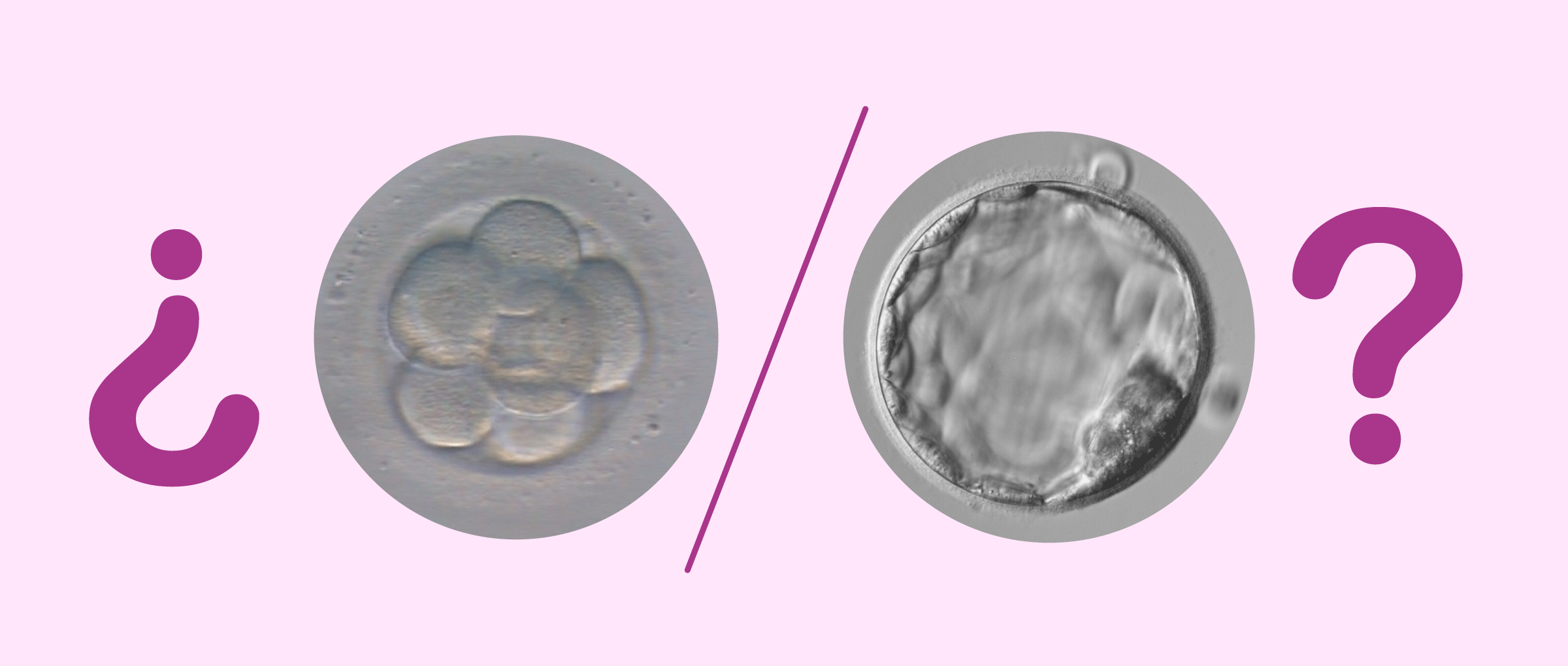 Transferencia de embriones: ¿En día 3 o en blastocisto?