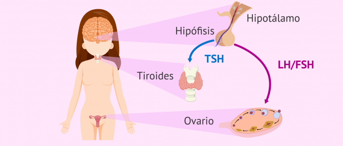 Imagen: ¿Cuáles son las hormonas femeninas hipofisarias?