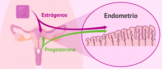 Medicación para preparar el endometrio